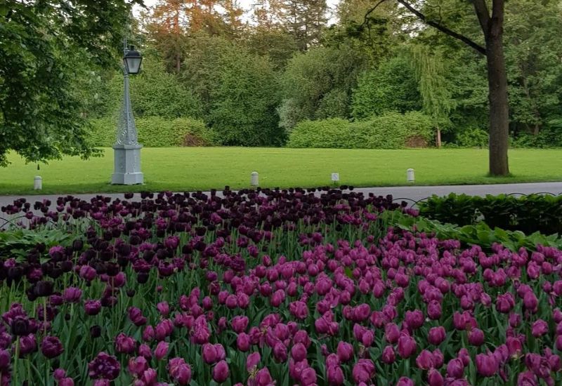 Парк имени Кирова тюльпаны