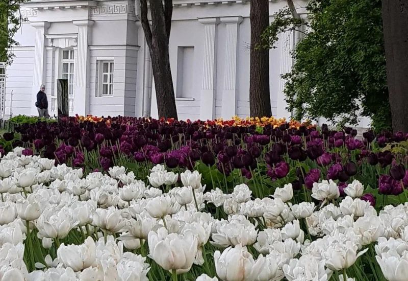 Тюльпаны в Санкт-Петербурге на фестивале на Елагином острове