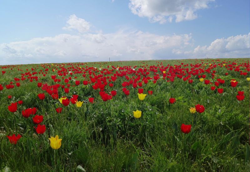 Поле тюльпанов в Калмыкии
