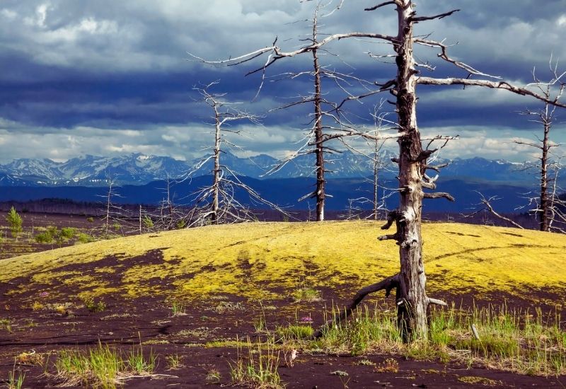 Мертвый лес у подножья Толбачика на Камчатке